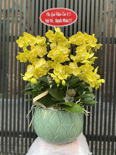 Hoa Lan Chúc Mừng 00041